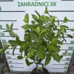 Hortenzia metlinatá (Hydrangea paniculata) ‘MAGICAL CANDLE’ - výška 70-90 cm, kont. C10L - NA KMIENKU